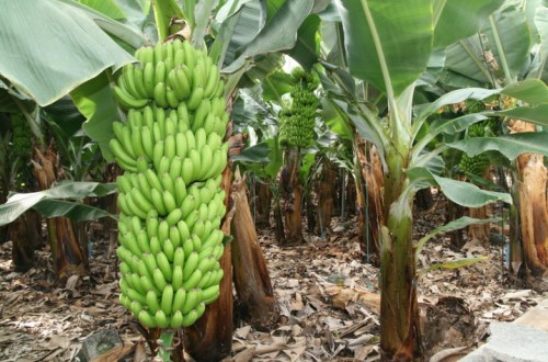 Los agricultores canarios cuentan con un nuevo aliado contra las principales plagas que afectan a la platanera