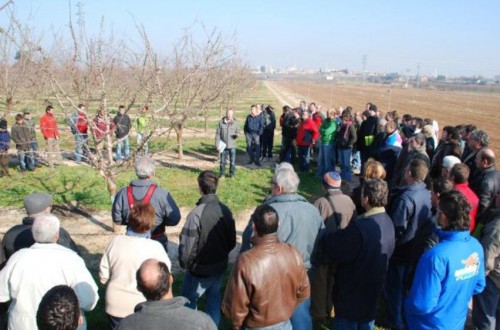 IRTA organiza unas jornadas sobre la poda del almendro en plantaciones de riego