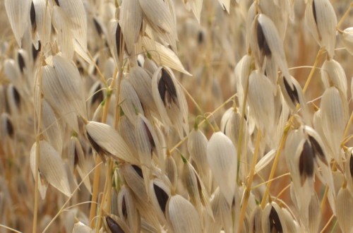 Nuevas variedades de cebada y trigo blando de ciclo corto, trigo duro y avena