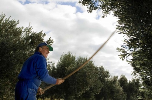 FITAG UGT: las grandes campañas agrarias en marcha apenas palían el paro en el sector