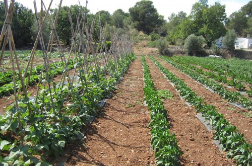 El número de operadores ecológicos crece en la Comunidad Valenciana un 8%