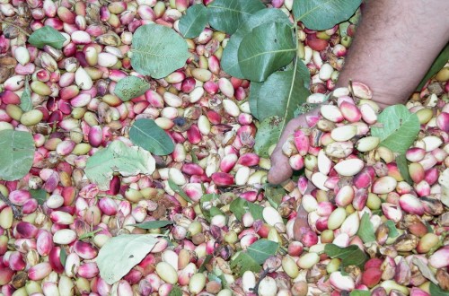 Jornadas de poda en el pistachero y el almendro en El Chaparrillo