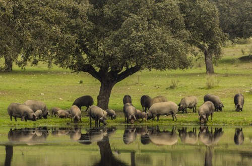 Más de 150 fotografías participan en el concurso Diálogos sobre el Cerdo Ibérico