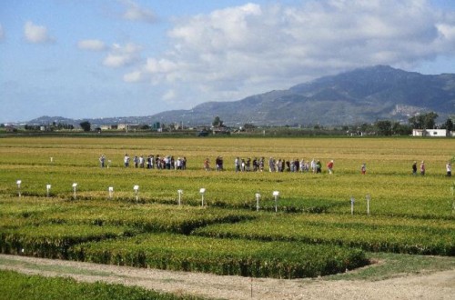 El IRTA organiza su XII Jornada técnica del arroz en Deltebre