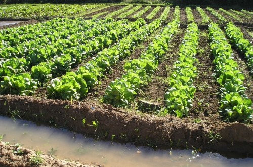 La superficie agrícola de producción ecológica creció un 3,3%, hasta 1,66 Mha en 2014