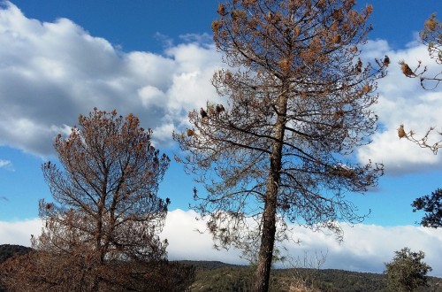 Asaja Córdoba alerta de la grave situación de la plaga de procesionaria en los pinos