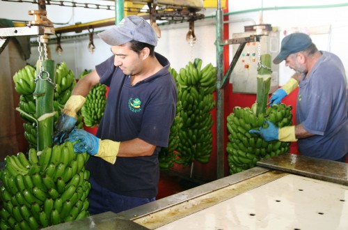 La cuota de mercado de Plátano de Canarias sube al 72%, con evolución negativa de los precios