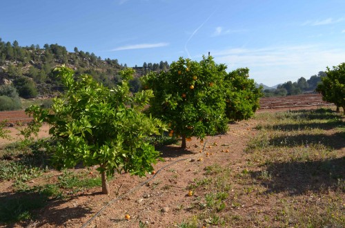 La UNIÓ pide a la Generalitat valenciana que retire la normativa de la pinyolà