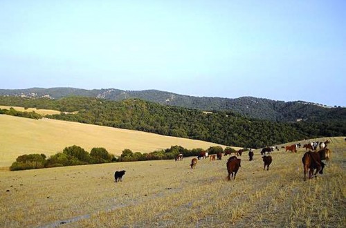 UPA Andalucía propone cambios en el seguro de sequía en pastos