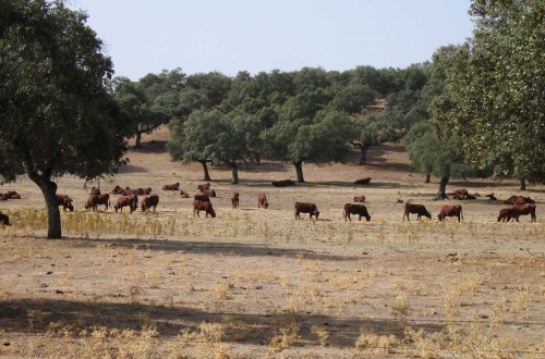 La Federación andaluza de ADSG celebra la constitución de la Mesa de Sanidad Animal