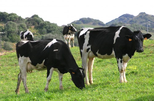 La difícil primavera que espera a los productores de leche