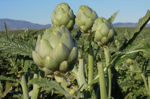 Conquistar a las zonas no productoras de España, reto de la Asociación Alcachofa de España