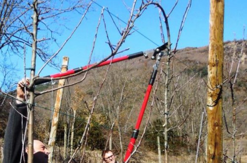 IV Jornada de poda en manzana de montaña en San Lorenzo de Morunys