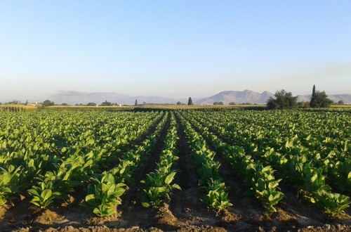 Productores y cooperativas granadinas defienden el cultivo del tabaco frente al recorte planteado por Cetarsa