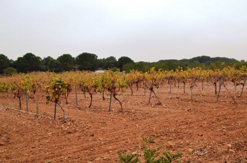 Malestar en los viticultores de Castilla-La Mancha por no poder plantar sus viñas por motivos administrativos