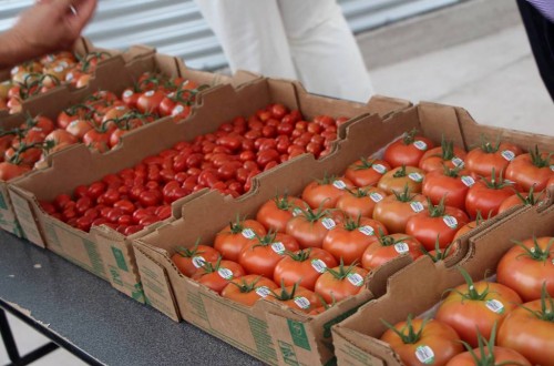 Tomate fresco, “barato, barato” de Almería para el mercado de la UE