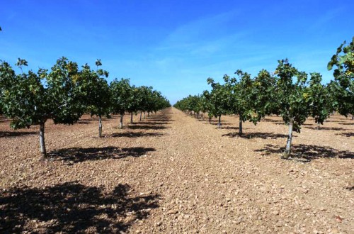 La Plataforma de Agricultura Ecológica de C-LM, contra el Gobierno regional