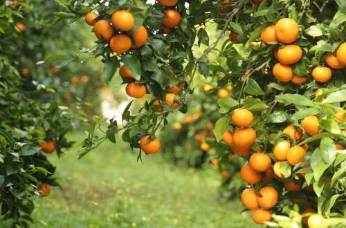 La regularización de la variedad de mandarina Orri en España incrementa su control