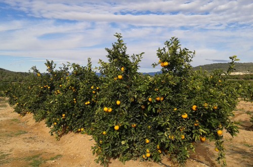 El Ifapa Centro Las Torres acogerá la I Jornada Citricultura y XI Jornada Fruticultura de la SECH