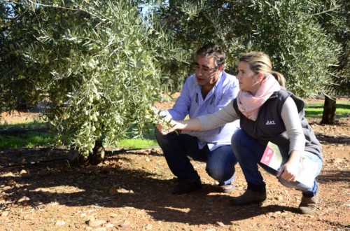 Agroleaf Power, tecnología foliar para potenciar la productividad del olivar