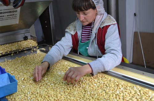 La producción de almendra disminuirá un 21% en Andalucía como consecuencia de la inusual meteorología