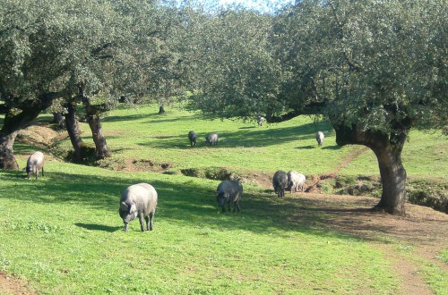 UPA-UCE destaca la consolidación del porcino Ibérico como sector estratégico