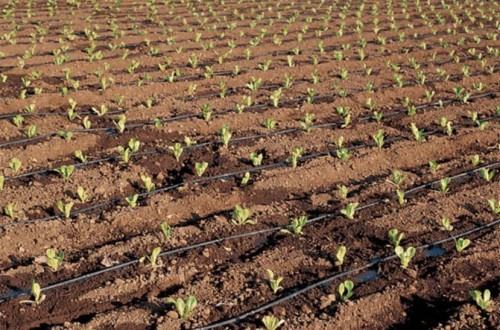 Mejora un 22% la producción asegurada de las líneas agrícolas del Plan 2016, según ENESA