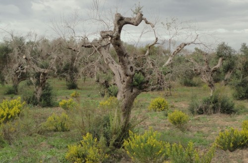 Tradecorp fima un acuerdo de colaboración con el CSIC para la investigación en Xylella fastidiosa