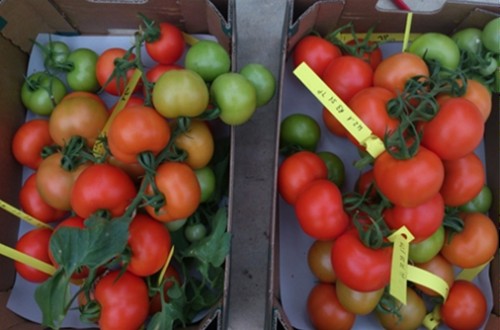 Symborg mejora la productividad de tomate cultivado en bolsas de arena