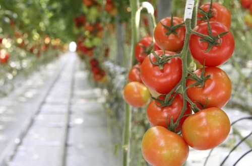 Comienza en Almería el I Simposio de Agricultura Ecológica