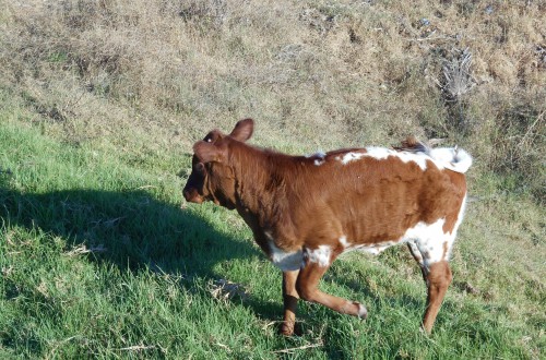 Unión de Uniones, preocupada por la evolución de la tuberculosis bovina