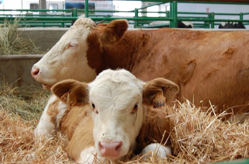 Comercio exterior: elemento clave para el sector vacuno de carne español