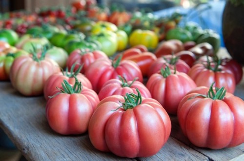 El tomate Monterosa, de Semillas Fitó, gana el “Premio a la Innovación hortofrutícola”