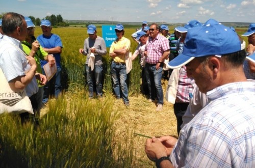 Trinity y Epopee, de Adama Agriculture, a examen en los campos burgaleses