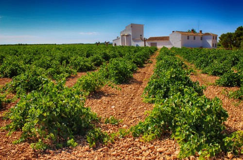 Curso «Uso eficiente del agua para una viticultura precisa y sostenible»