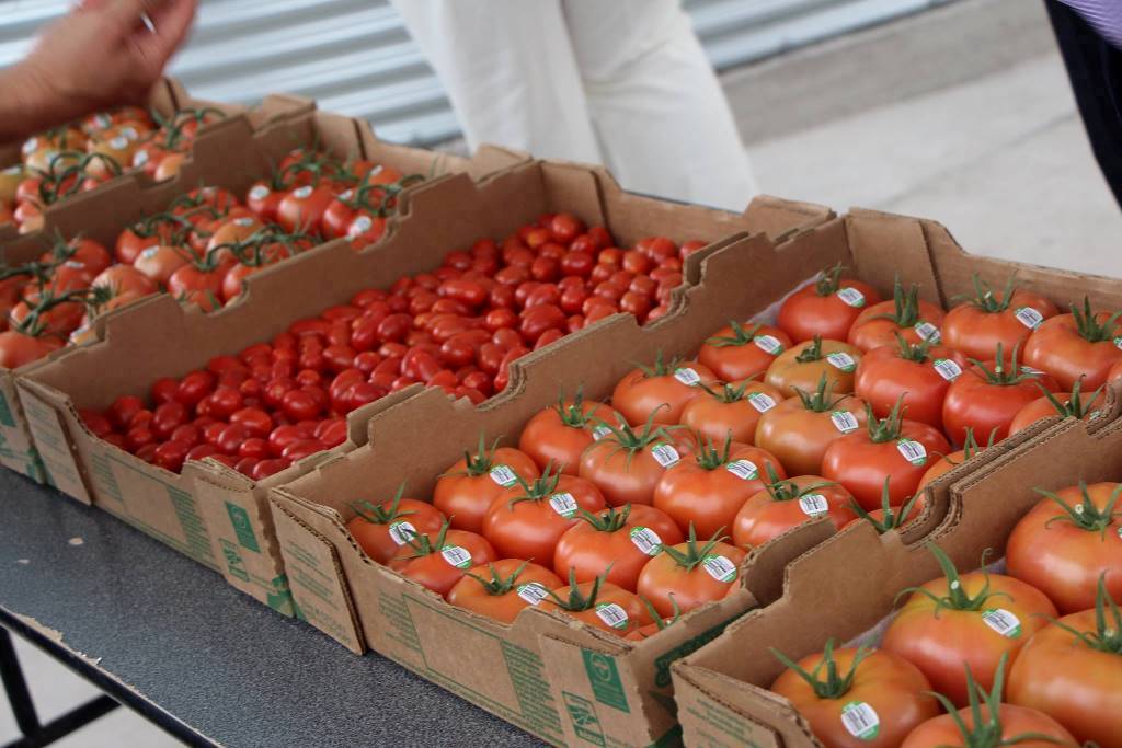 Grave crisis de precios en el sector de tomate para fresco en la Unión Europea