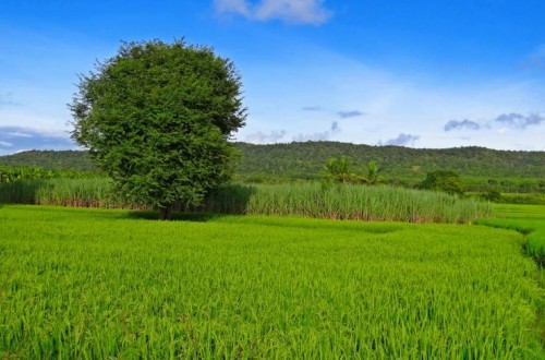 Kenogard lanza Rotundo Green 360, un nuevo glifosato con un mejor perfil toxicológico