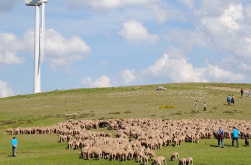 Aprender a ser pastor en las Tierras Altas de Soria