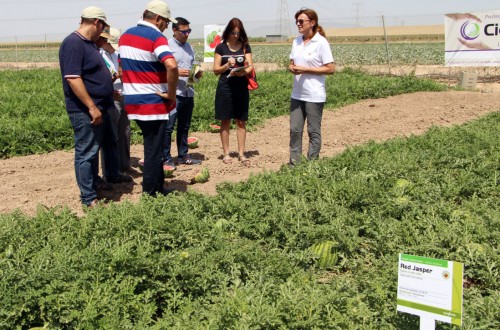 Syngenta evalúa con productores y compradores sus nuevas variedades de melón y sandía