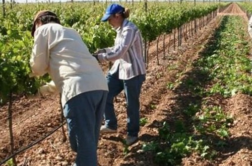 Dos nuevas cooperativas vitivinícolas de Ciudad Real se incorporan a Dcoop