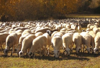 Castilla y León autoriza casi 2 millones en subvenciones a explotaciones de bovino afectadas por la EHE en 2024