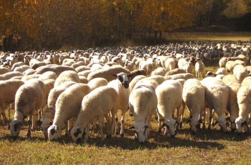 Castilla y León autoriza casi 2 millones en subvenciones a explotaciones de bovino afectadas por la EHE en 2024