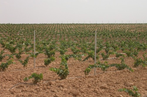 Poco más de una hectárea de viñedo autorizada para nueva plantación por cada tres solicitadas en 2016