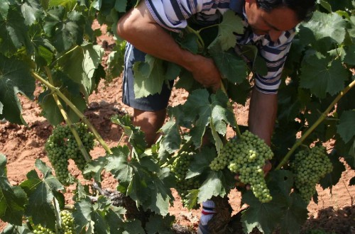 El Consejo Regulador de la DOCa Rioja aprueba las normas de campaña para la vendimia