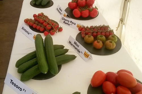 Introducir nuevas alternativas de tomate y pepino, ampliando su calendario, objetivos de Bayer en la costa de Granada