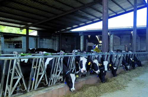 Gestión económica en explotaciones de vacas de leche