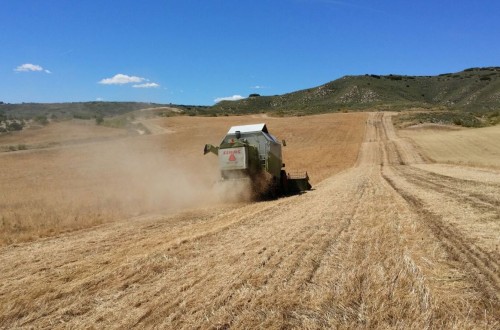 UPA denuncia una cosecha de cereales con rentabilidad  “hundida” por los bajos precios y los altos costes de producción