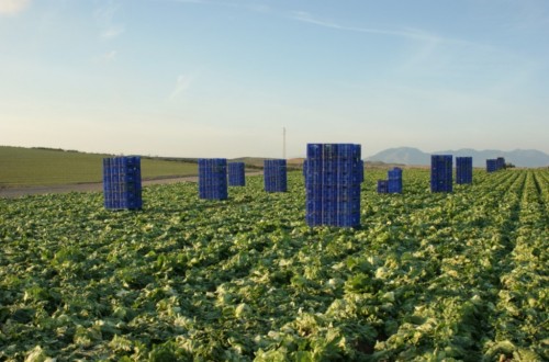 La ocupación en Agricultura se contrajo un 2,2% en el segundo trimestre del año