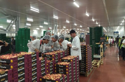 La exportación hortofrutícola crece más de un 5% en valor en el primer semestre del año