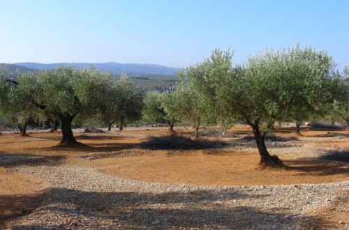 La campaña 2015/16 podría acabar con salidas al mercado de cerca de 1,4 Mt de aceite de oliva